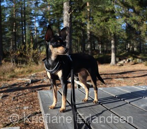 1 år