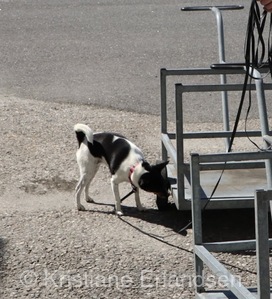 Toy fox terrier, Aria på nosework-trening