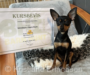 Barn Hunt kursdiplom
