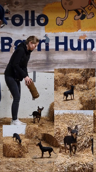 Barn hunt 1
