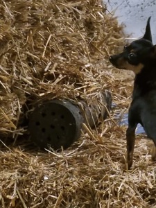 Barn hunt 2