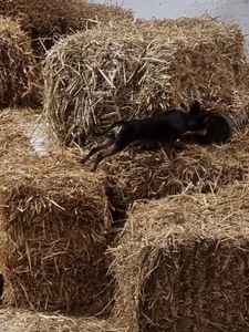 Barn Hunt 3